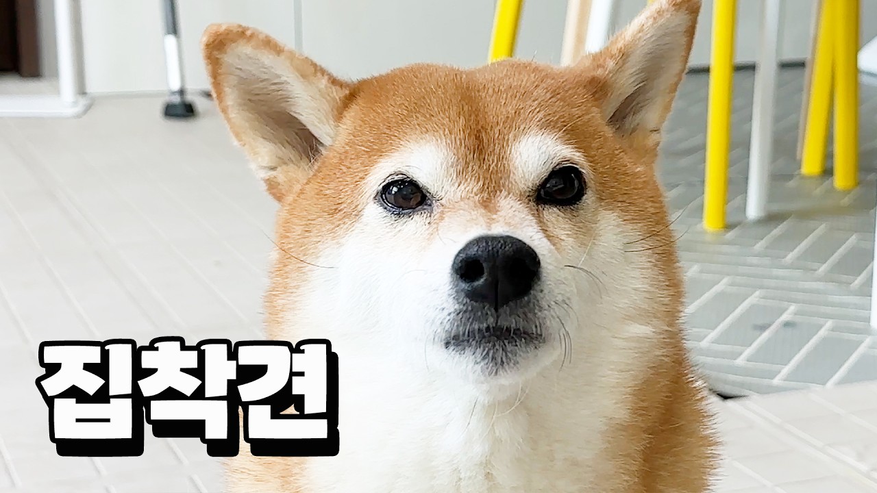 곰이 때문에 미치겠어요 ㅠㅠ
