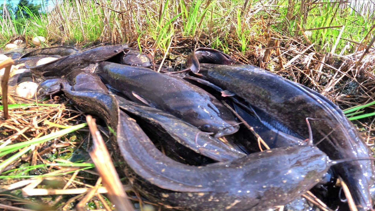 Amazing fishing skills, catch a lot of fish in water and pick duck eggs in rice field by hand
