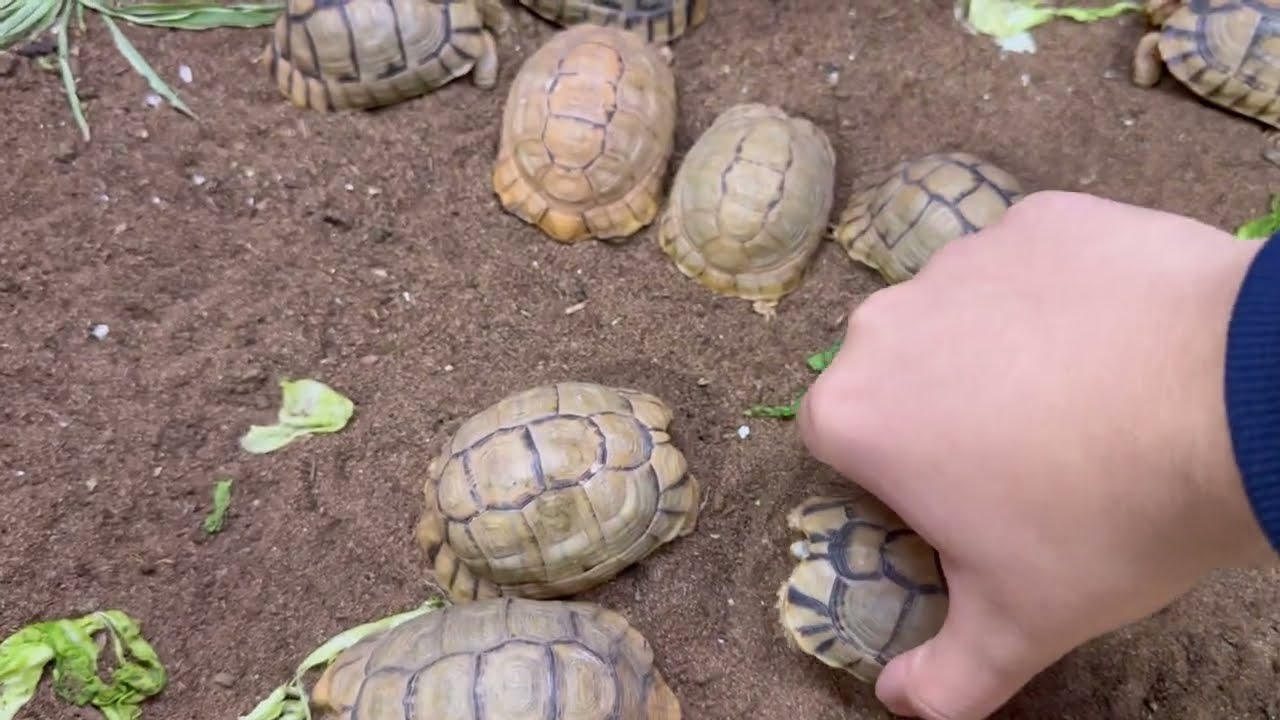 جولة و ما المتاح في eagles pet store