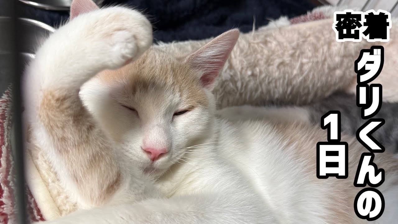【密着】わんぱくなダリくんの1日