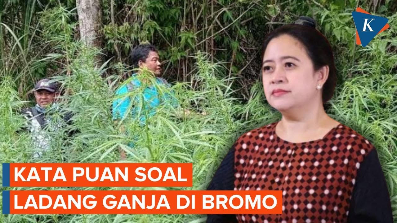 Ladang Ganja Ditemukan di Bromo, Ketua DPR Tuntut Penyelidikan