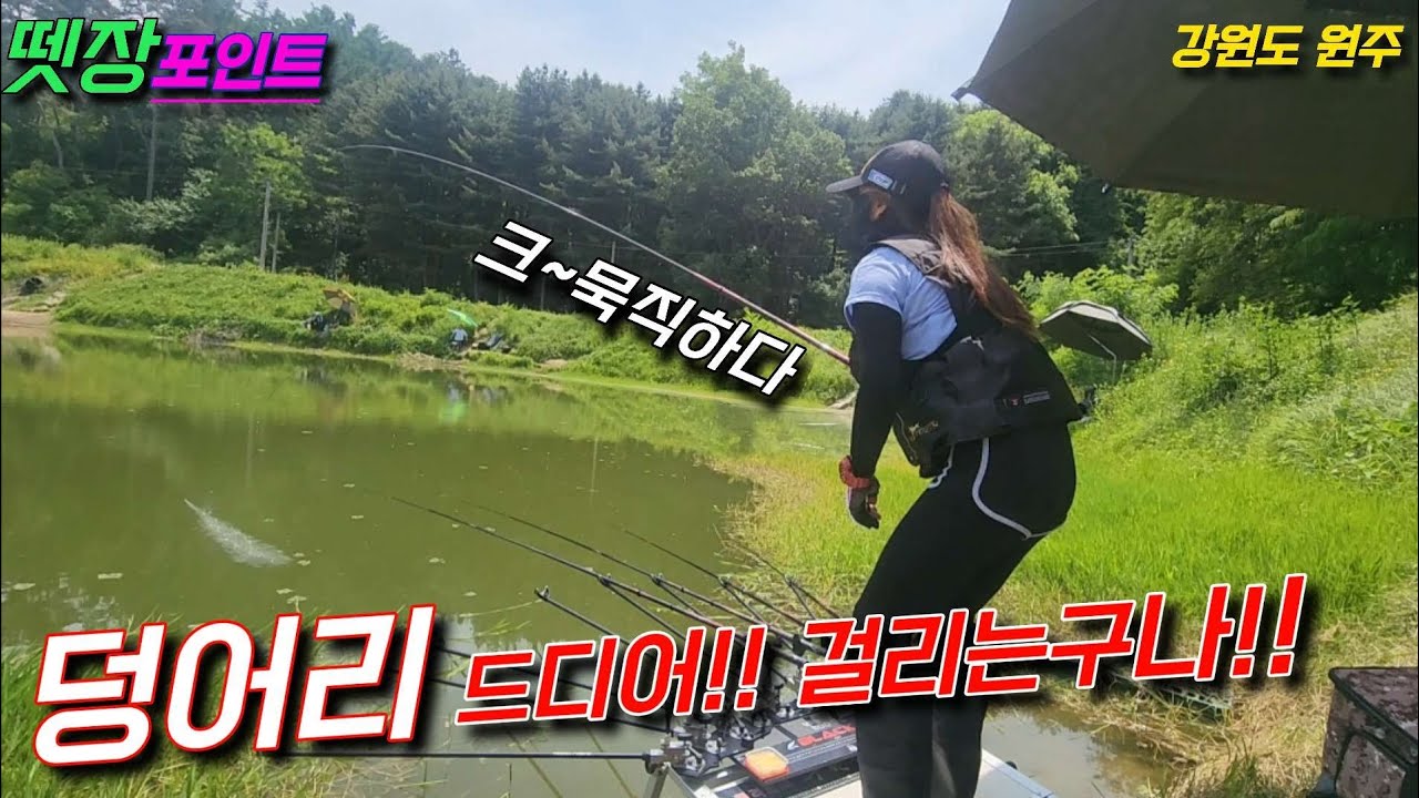 🎉드디어 사고쳤습니다!!!뜨거운 낚시의 현장❤️‍🔥#강원도낚시#강원도원주#붕어낚시#fishing#대물#저수지낚시#노지낚시#벤딕트#소프트쿨러