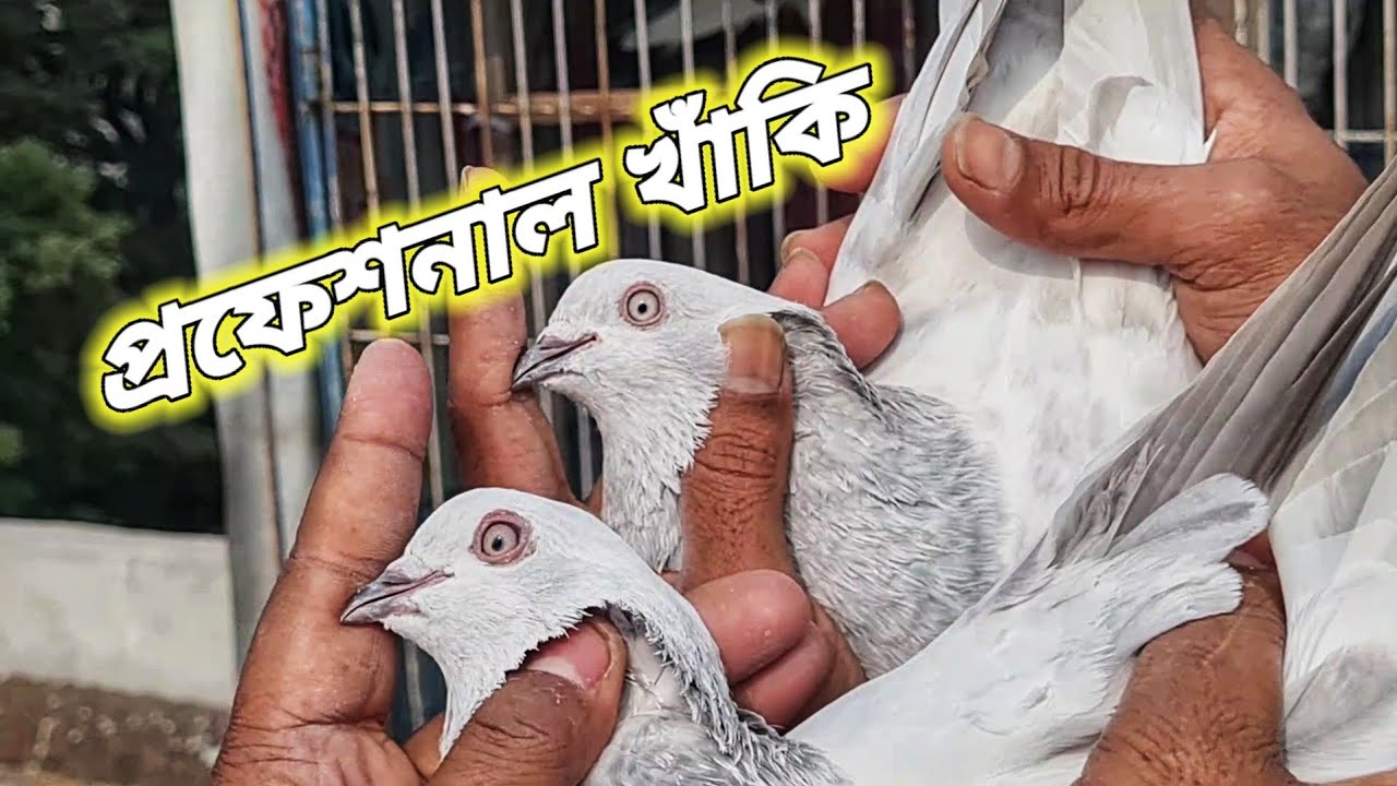 হিরা ভাইয়ের খাঁকি দেয় নাকি ফাঁকি🥰