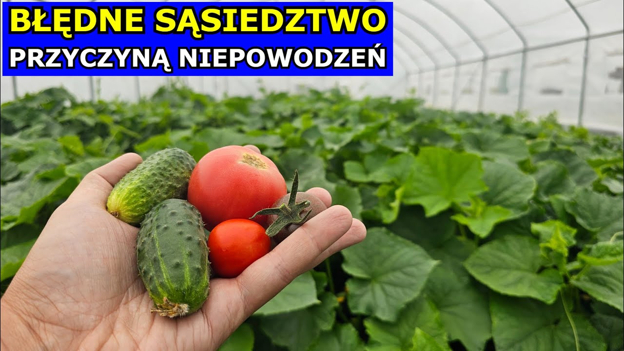 Błędne Sąsiedztwo Warzyw jak to jest W PRAKTYCE. Co uprawiać Obok Pomidora, Ogórka, Cebuli, Marchwi.