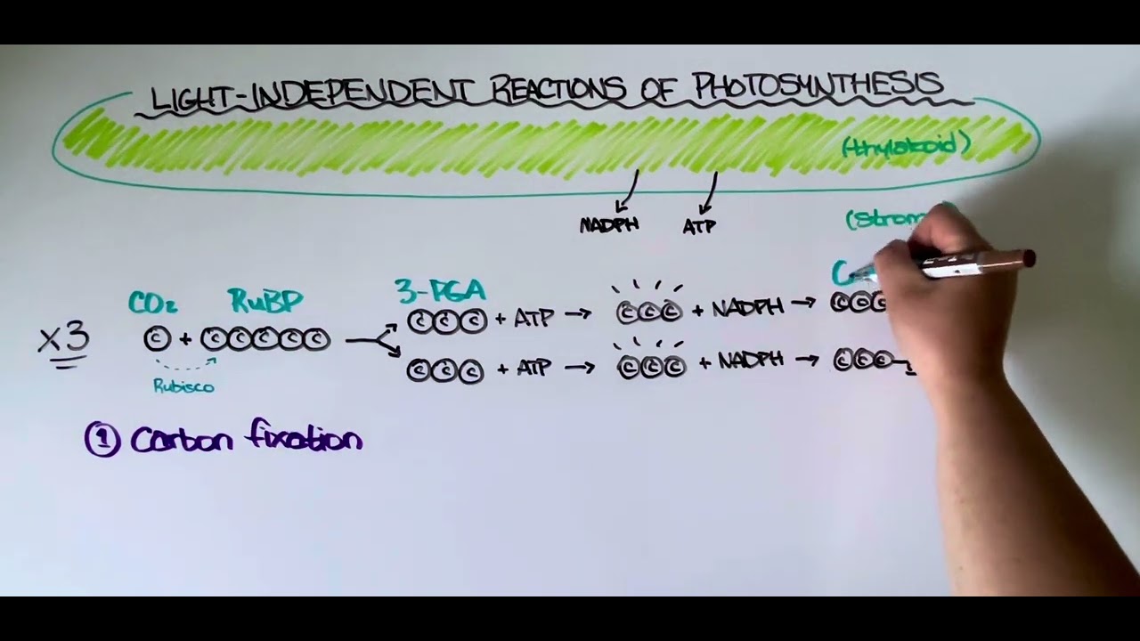 Light-Independent Reactions of Photosynthesis (Calvin Cycle)