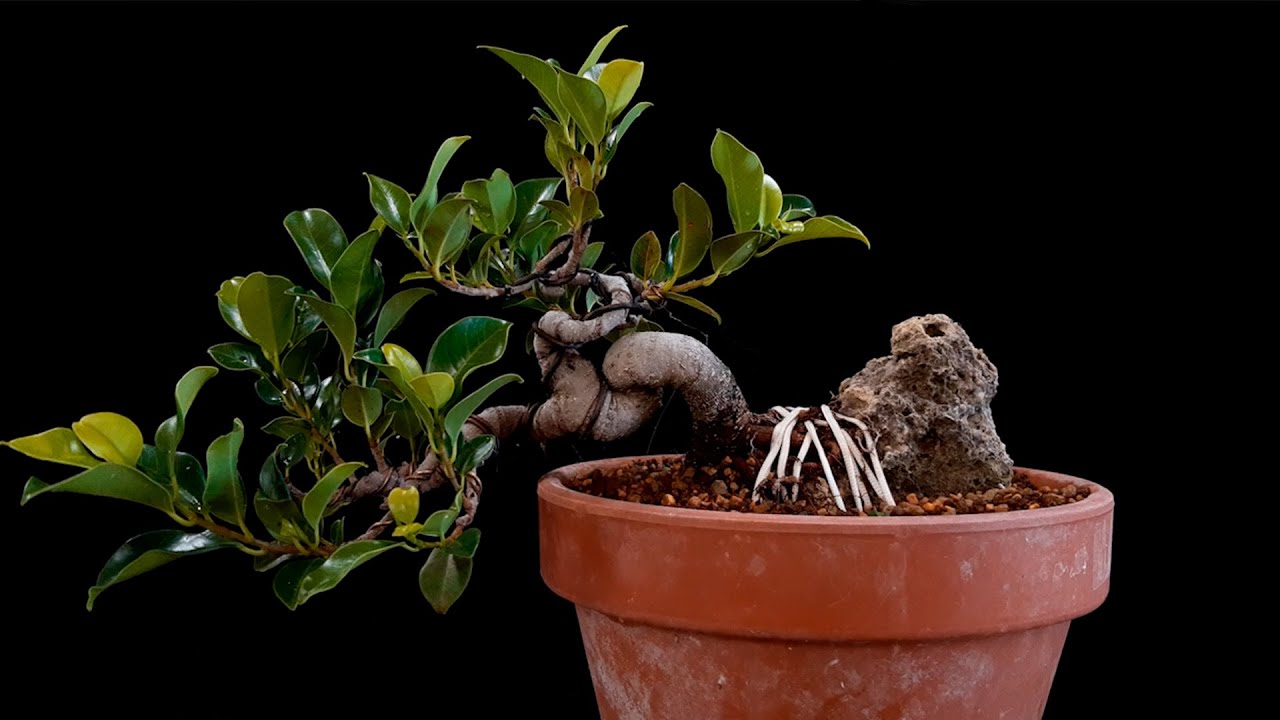 Nuevo PROYECTO de Bonsai en Roca para el Canal