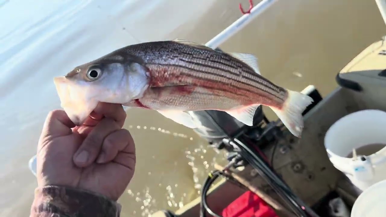 Sherman island striper fishing 1/10/26 