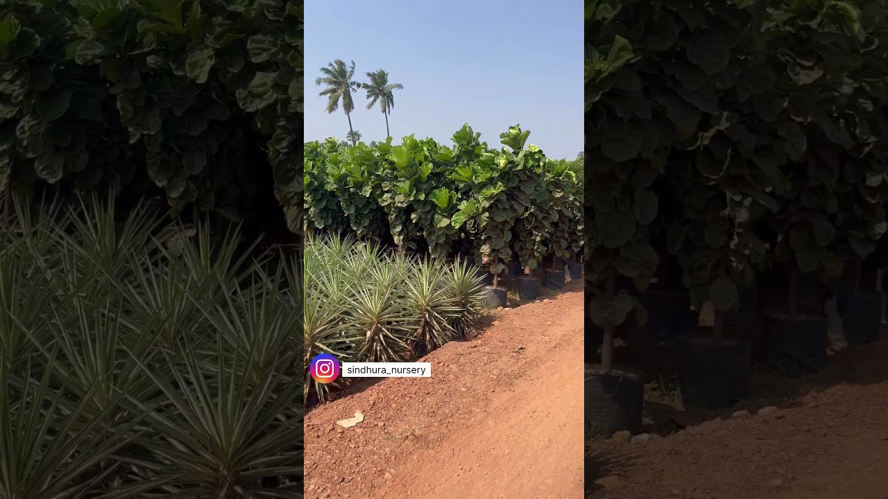 Decorative plants outdoor | Best decorative plants in kadiyam | Sri Sindhura Nursery Kadiyam Nursery
