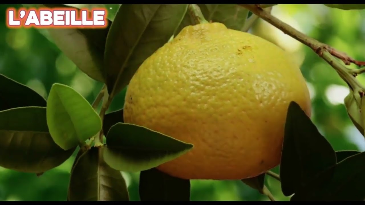 Produire une vidéo éducative prof elhabib bourja devoir 1 chapitre 3