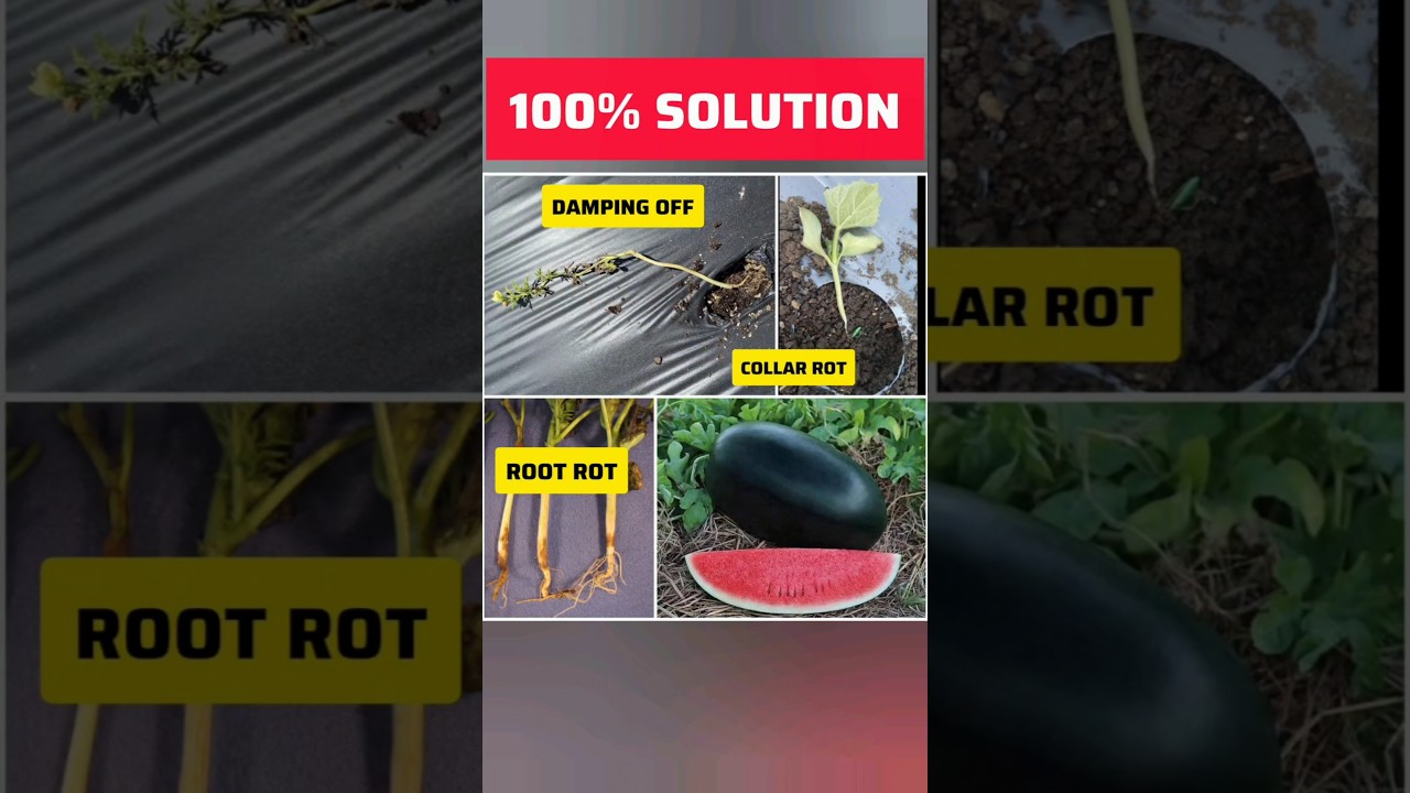 Damping Off, Root Rot, Collar Rot – Pehchano Aur Bachao