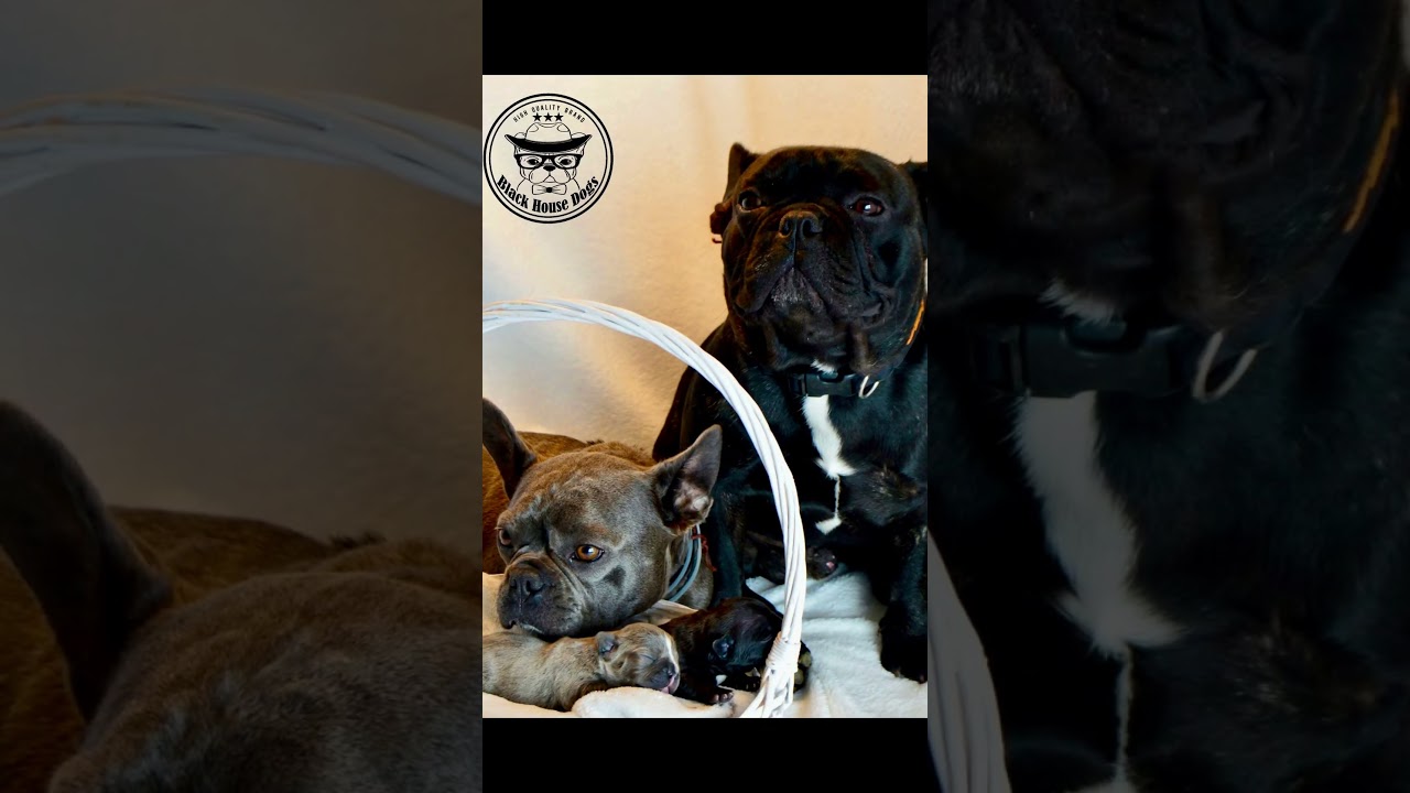 Szczeniaki 2026 Black House Dogs.  