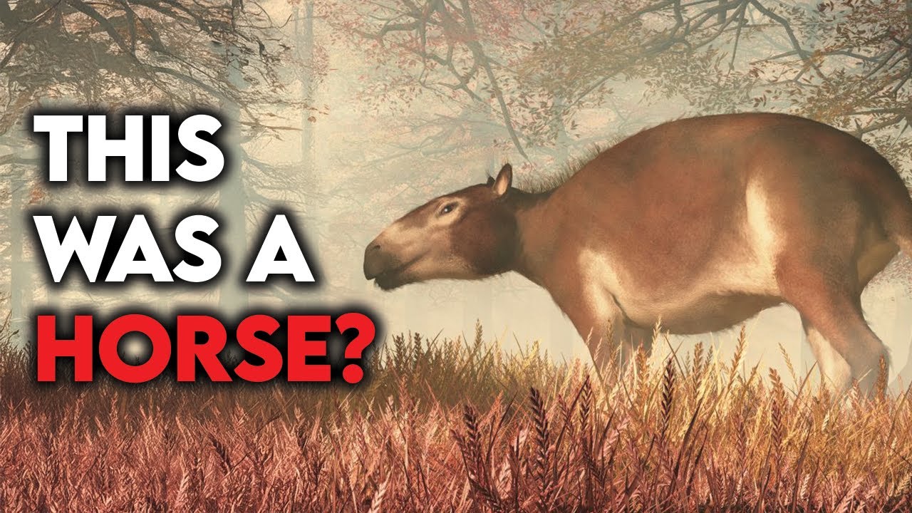 Why Horses Didn’t Always Look Like Horses