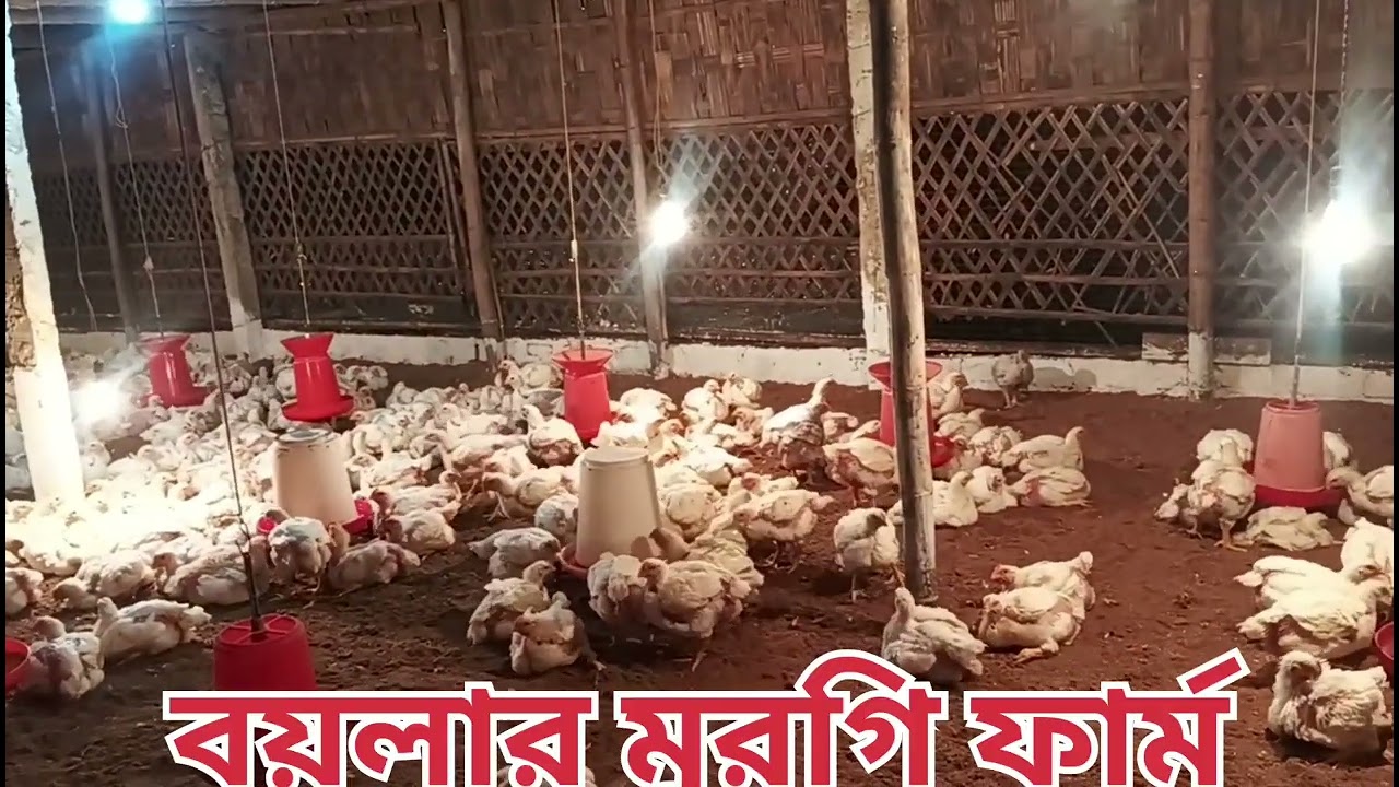 বয়লার মুরগি ফার্ম🐤बॉयलर चिकन फार्म#viralvideo #vlogsvideo #minivlog #vlog #rahulvlogs22 