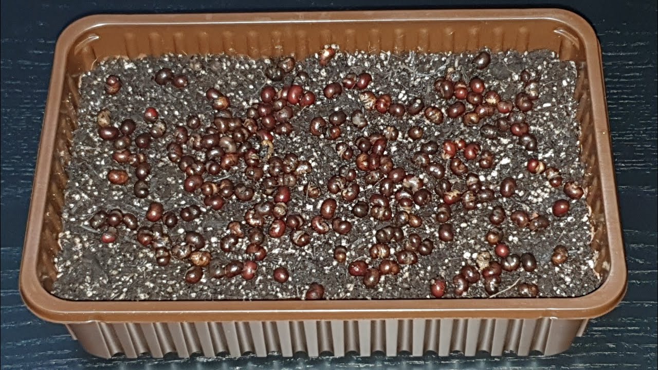 Jak wysiewać nasiona palmy Trachycarpus Fortunei