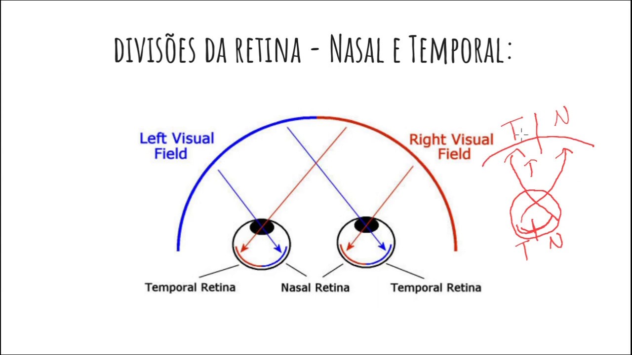 Anatomia da Visão 2 - Lesões Visuais