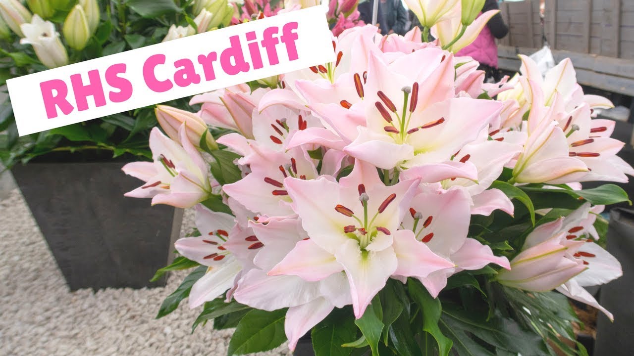 RHS Cardiff Flower Show: 7 Top Reasons to Visit (2018)