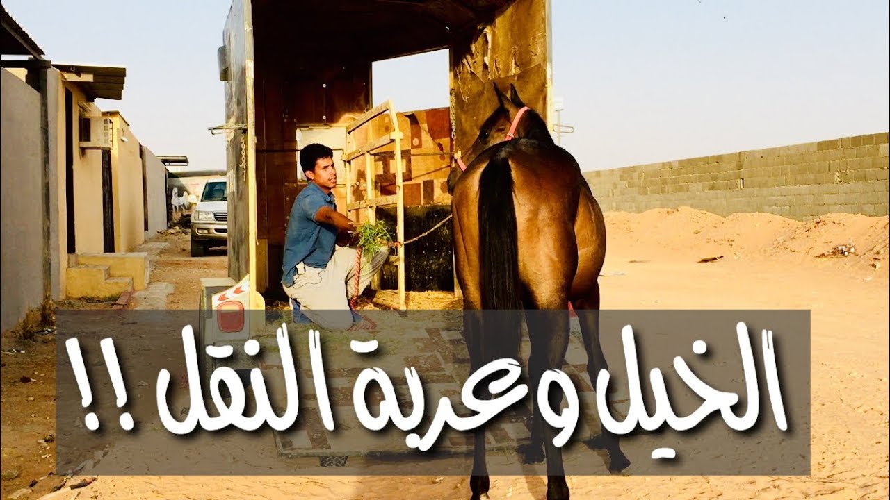 تعويد الخيل وتعليمها على عربة النقل