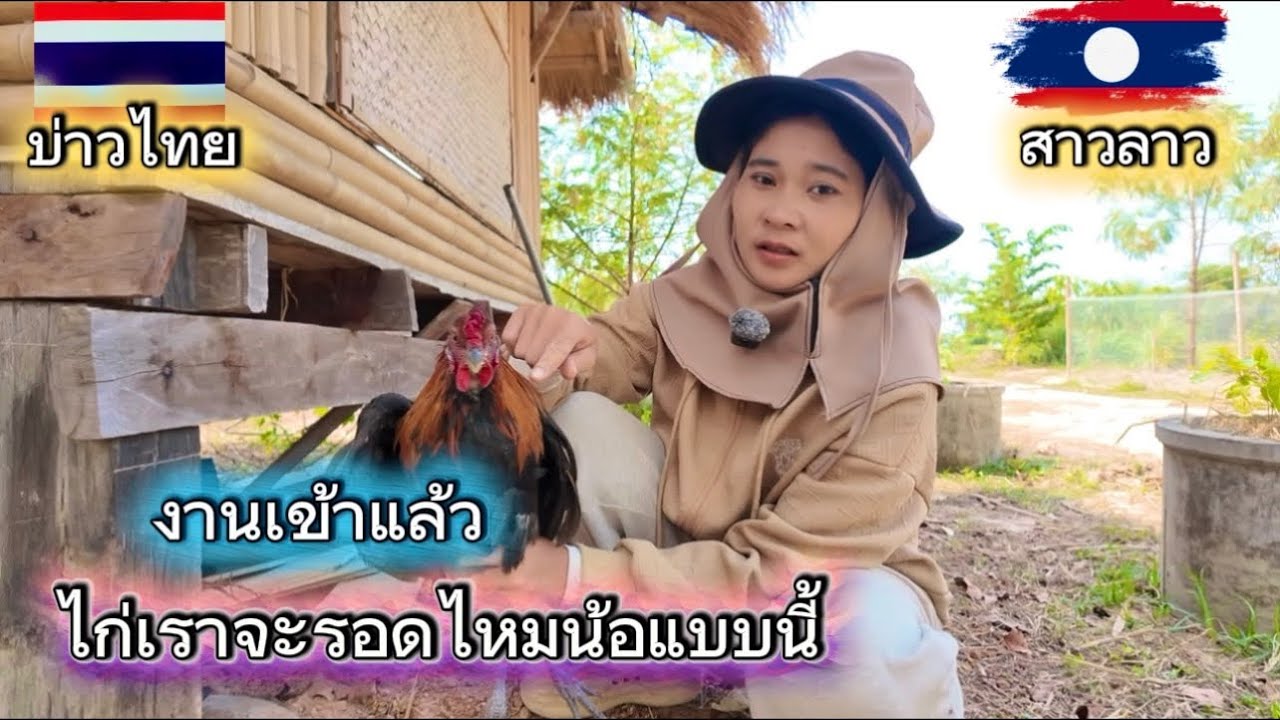 งานเข้าอีกแล้ว ไก่บ้านสวนเราจะรอดไหมน้อแบบนี้