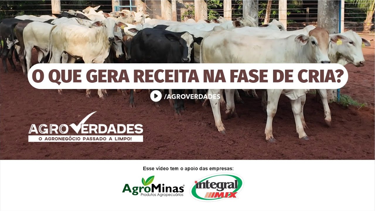 O que gera receita na fase de CRIA?