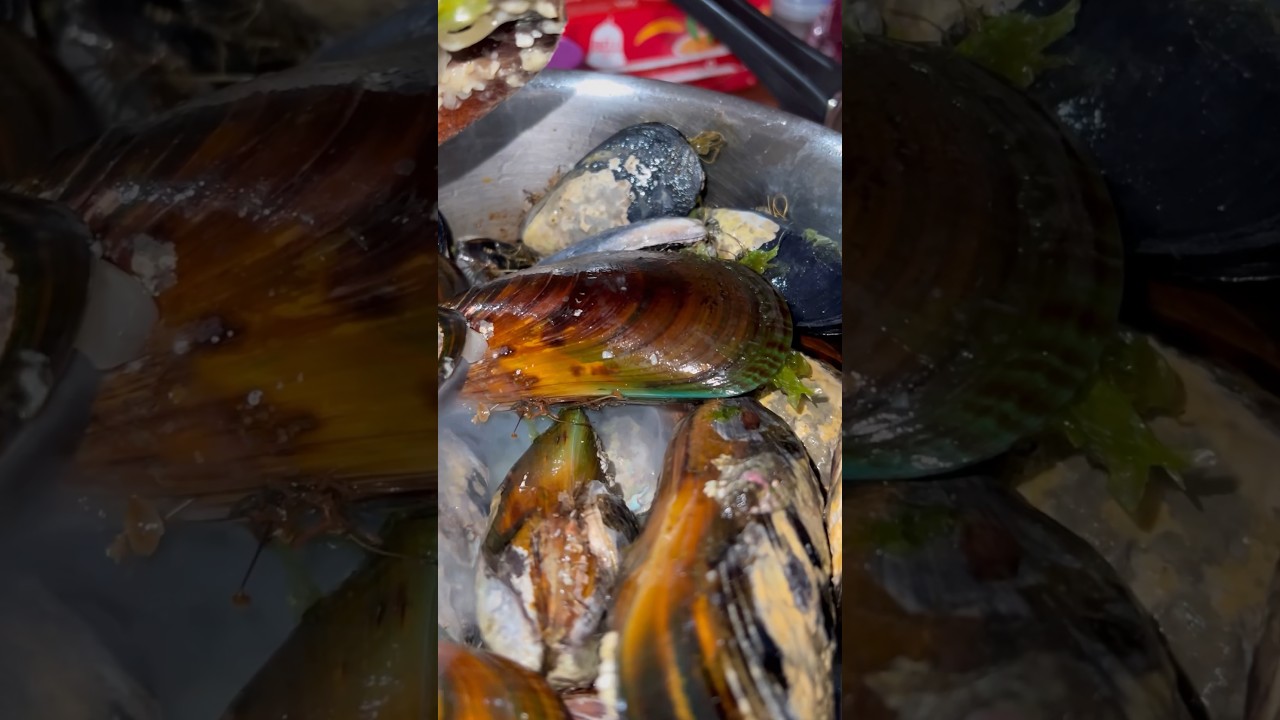 Harvesting Green Lip Mussels