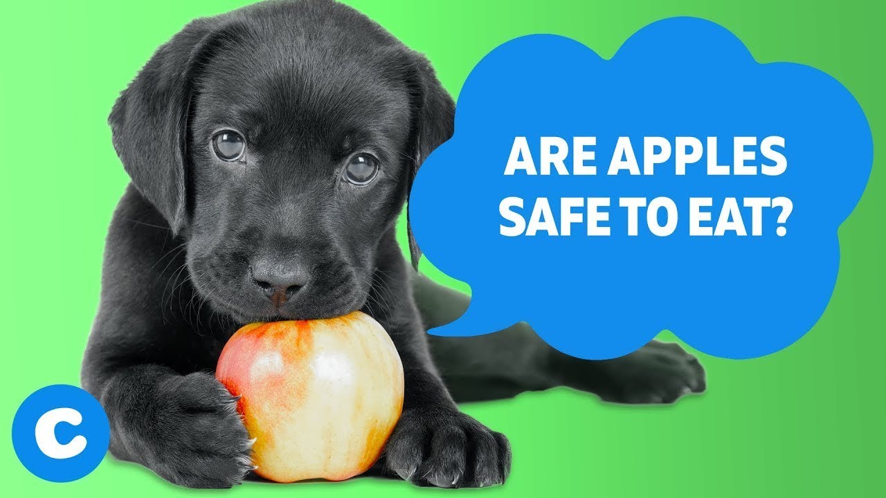What Fruits can Dogs Eat | Chewy