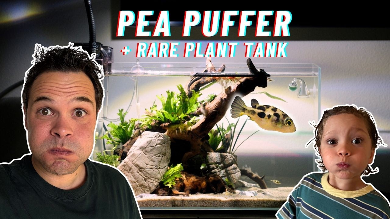 PEA PUFFER AQUARIUM SETUP | High-Tech Planted Tank & Aquascape Tutorial