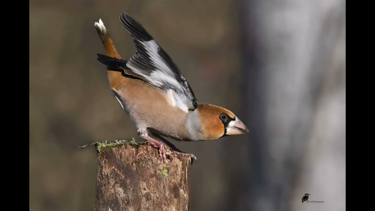 Canto del Frosone passo autunnale (Coccothraustes Coccothraustes)