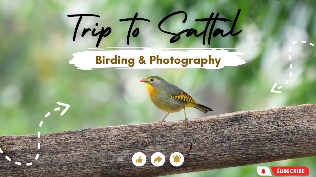 Birds of Sattal | Wildlife Photography | Bird Hide photography