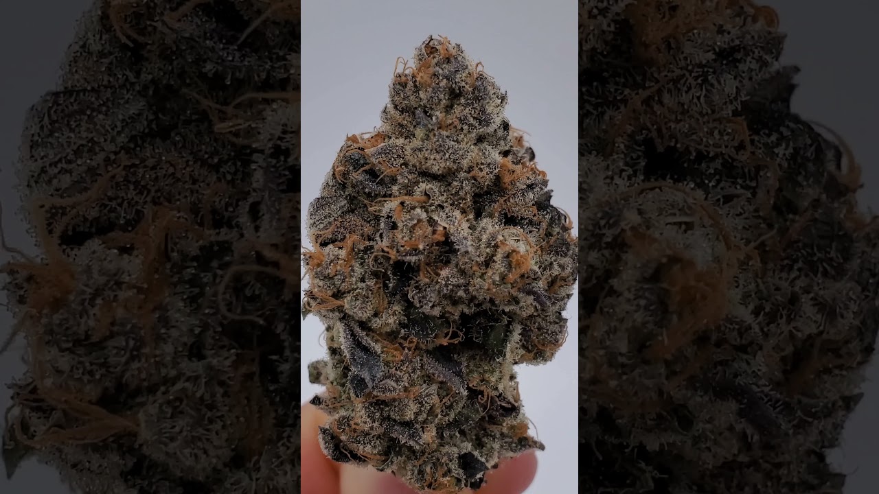 Slurricane IX Pheno #4- Inhouse Genetics- Grown by Rootbase