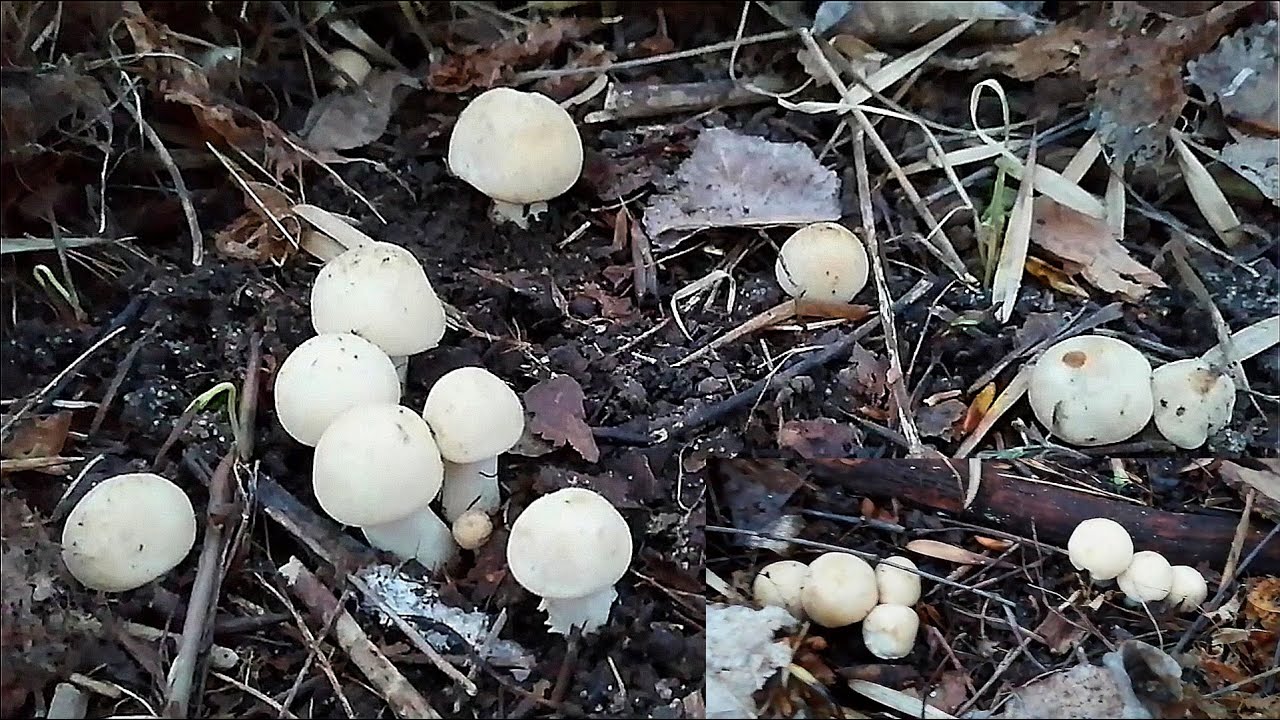 Pierwsze Gęśnice/Maj&oacute;wki wiosenne - (Calocybe gambosa) 09.05.2021r.