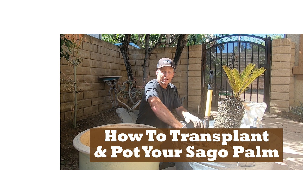 How To Transplant and Pot Your Sago Palm.  Dig It Up & Pot It !
