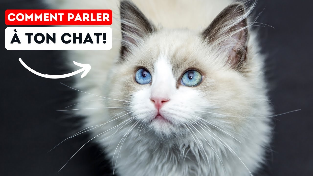 Comment Communiquer avec Votre Chat pour Être Compris