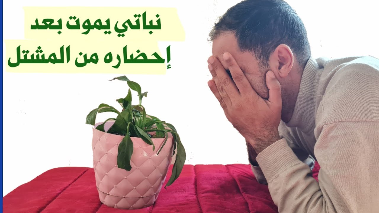 لهذا السبب تذبل النباتات بعد شراءها من المشتل، الأسباب و الحلول