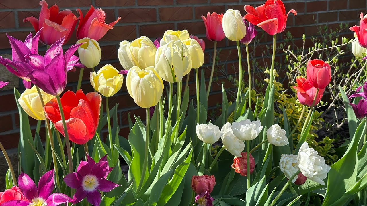 What Makes a Grand Garden? Finding Joy in the Present Moment (Chapter 1)