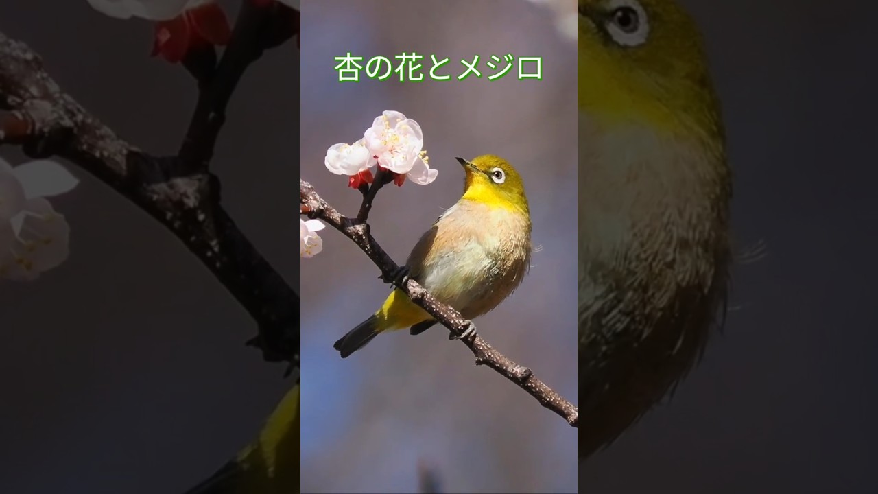 杏の花とメジロ#アンズの花