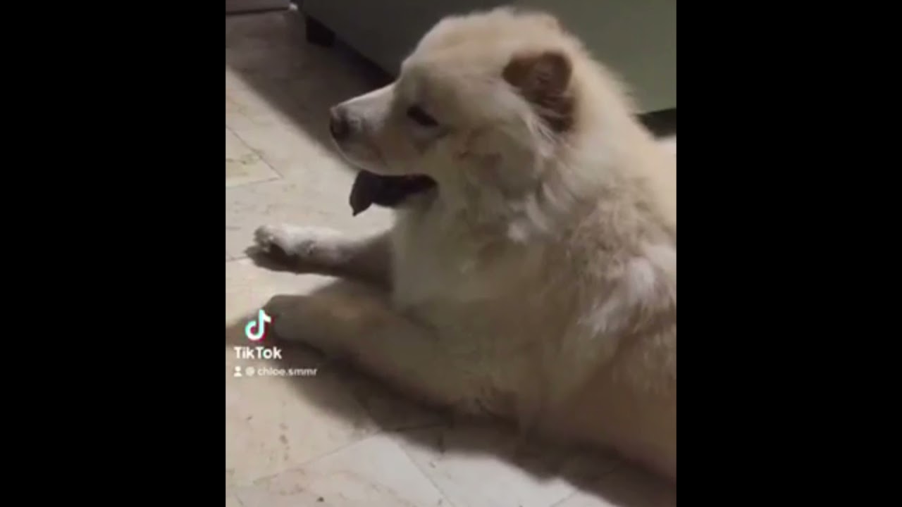 Tiktok is Life | ChowChow | Big Girl na si Sugar| Amorlyn Vlog