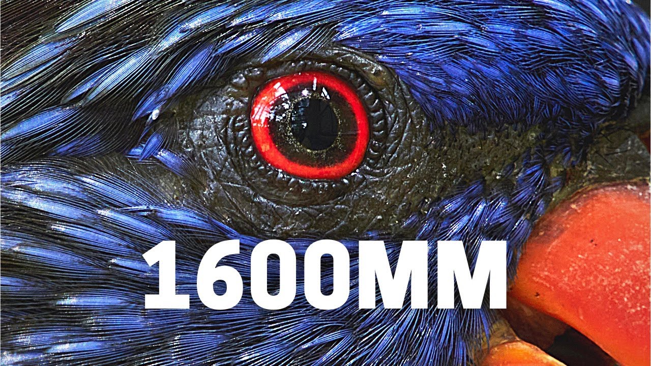 1600mm MASSIVE ZOOM! Olympus 100-400mm With MC-20 Teleconverter