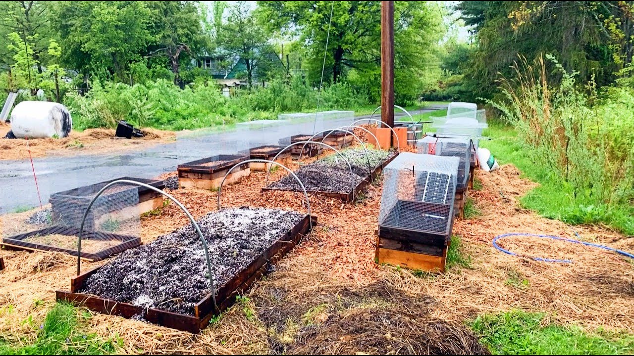 Air Prune Boxes - Version 2 - INCREDIBLE tree growing system