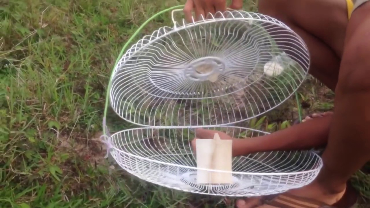 Awesome Quick Bird Trap By Old Fan In Cambodia Amazing Catch Bird by Old Fan Trap Work 100