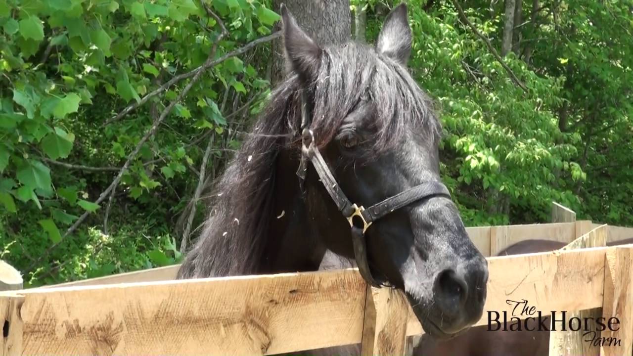 The BlackHorse Farm