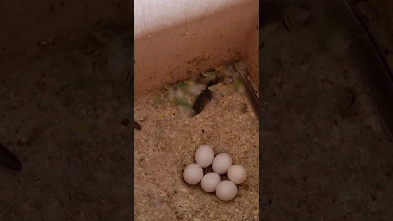 Волнистый Попугайчик 🦜 снесла яйца🪺 #Вова_Агрегат #попугаи