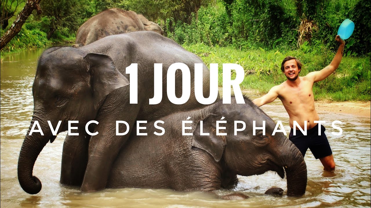 Visite d'un sanctuaire pour ELEPHANTS à CHIANG MAI