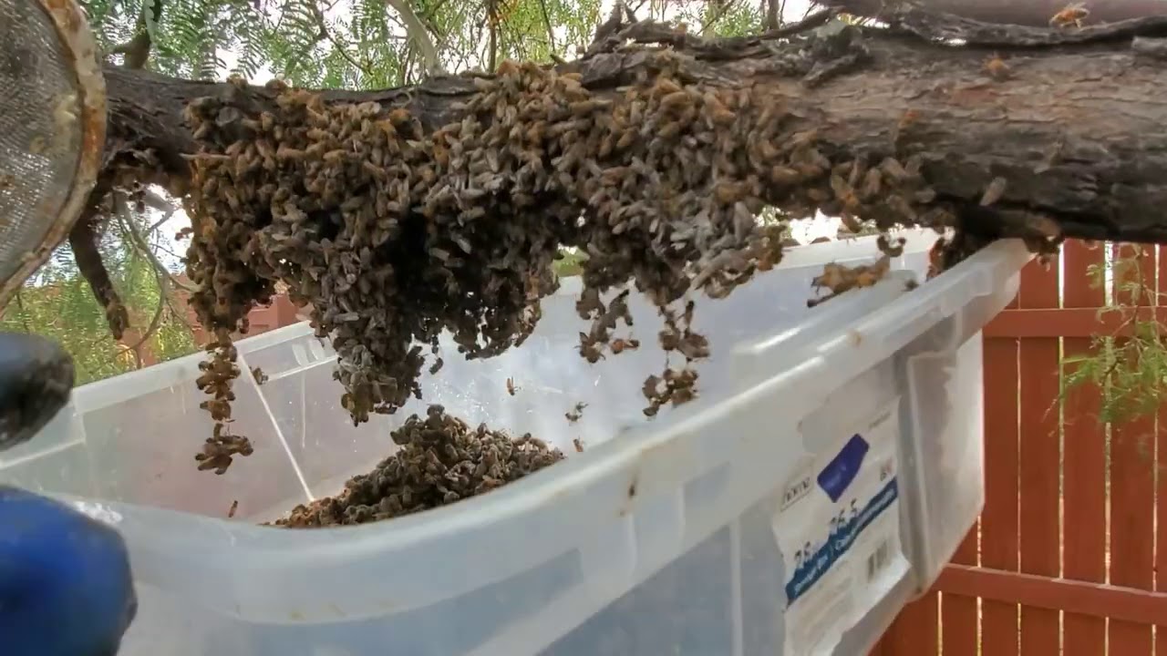 Abnormal Aggressive Africanized Swarm. Mean! Mean! Mean!