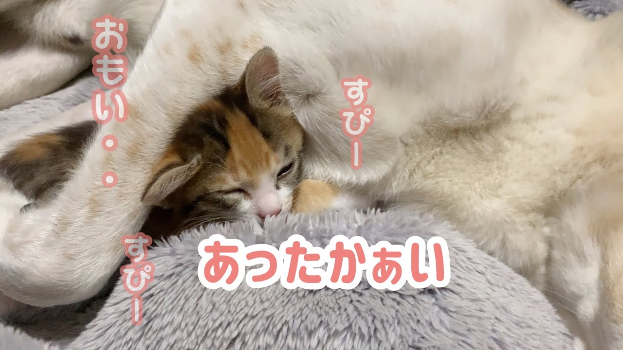 遊び疲れた子猫が先住犬に包まれて寝ていました