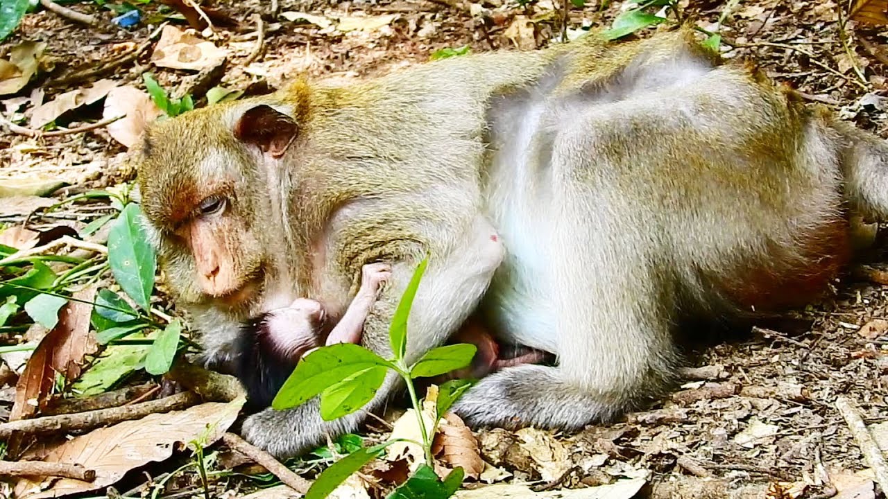 The old mom Toma is very tired to nurse newborn monkey so mom rest on ground