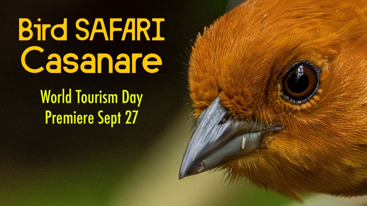 Bird Safari Casanare: A Journey into Biodiversity | World Tourism Day
