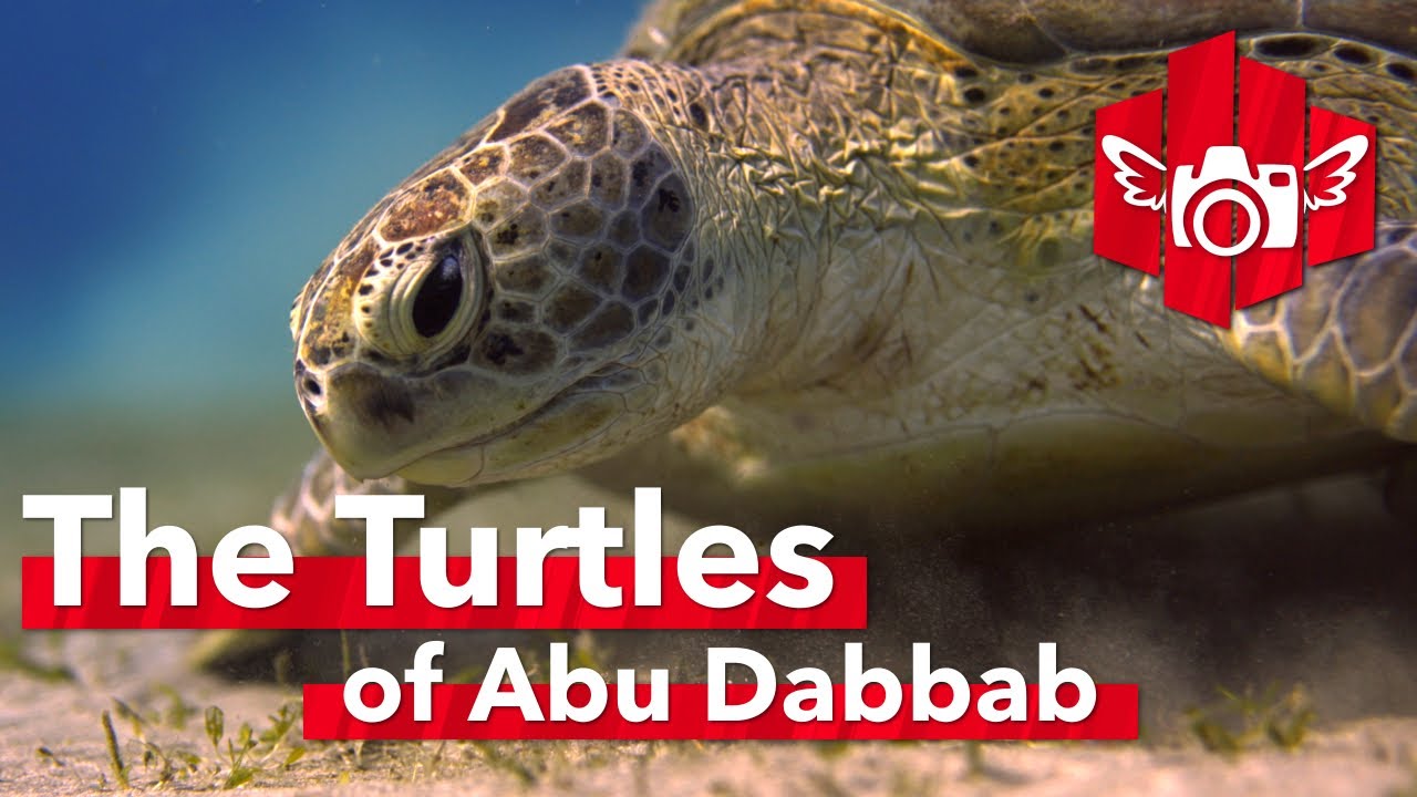 The Turtles of Abu Dabbab: A Documentary