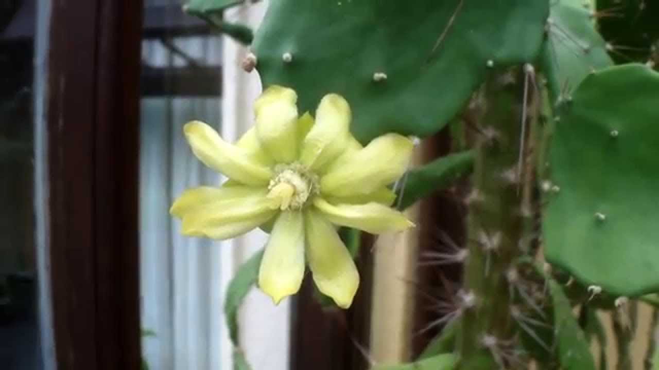 My Brasiliopuntia brasiliensis Cactus Plant in beautiful Bloom