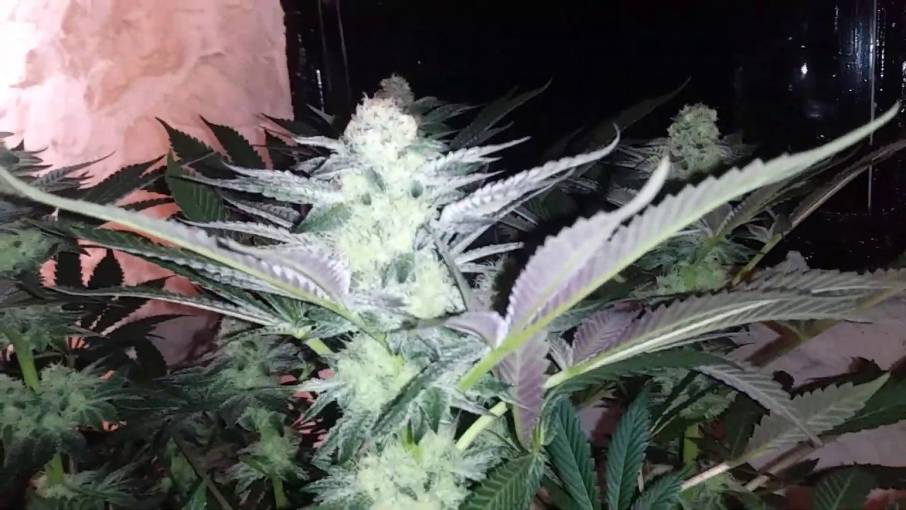 Peanut Butter Breath ( Thug Pug Genetics ) Day 40 Of Flower