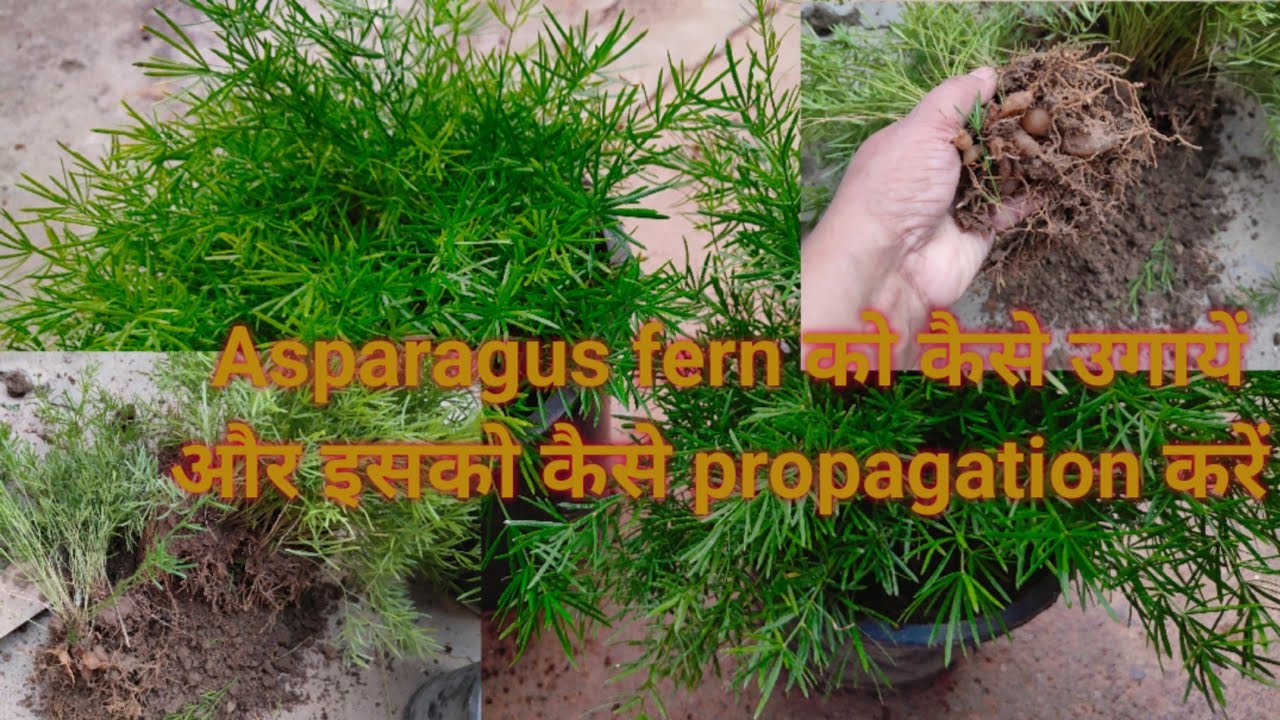 Asparagus fern को कैसे उगायें और इसका propagation कैसे करें | Propagation  of Asparagus fern plant